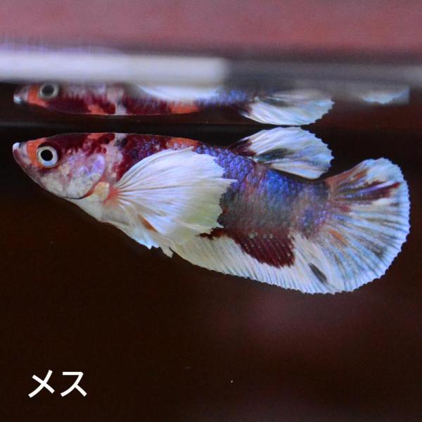 ベタ 熱帯魚 生体  プラカット ダンボキャンディ メス 繁殖