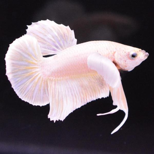 ベタ 熱帯魚 生体 プラカット ダンボゴールド オス イエロー系