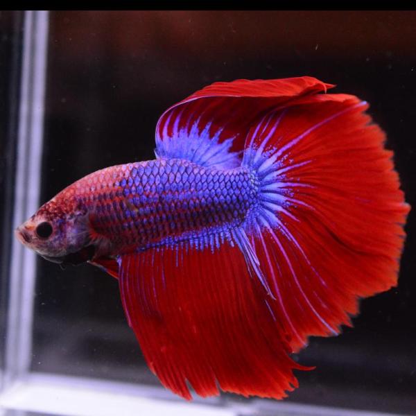 ベタ 熱帯魚 生体 ハーフムーン ジャイアント 7.5レッドグリッセル オス