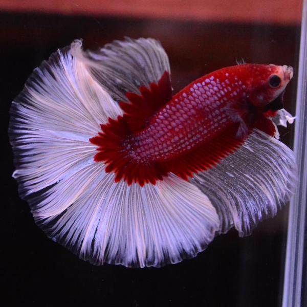 ベタ 熱帯魚 生体 ハーフムーン レッドバタフライ オス