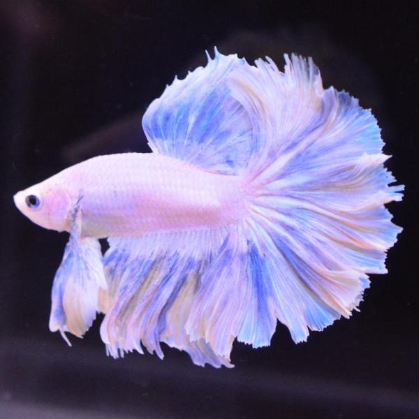 ベタ 熱帯魚 生体 ハーフムーン イエローグリッセル オス ブルー系