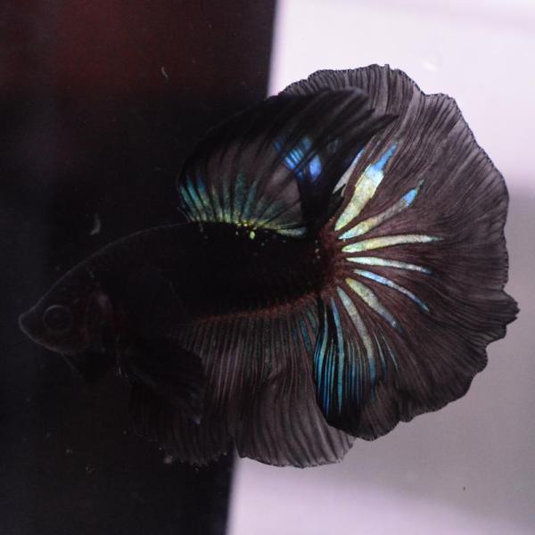 ベタ 熱帯魚 生体 ハーフムーン ブラックスター オス ブルー系
