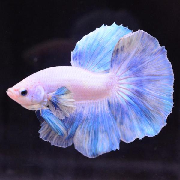 ベタ 熱帯魚 生体 ハーフムーン ダンボスイート オス ブルー系