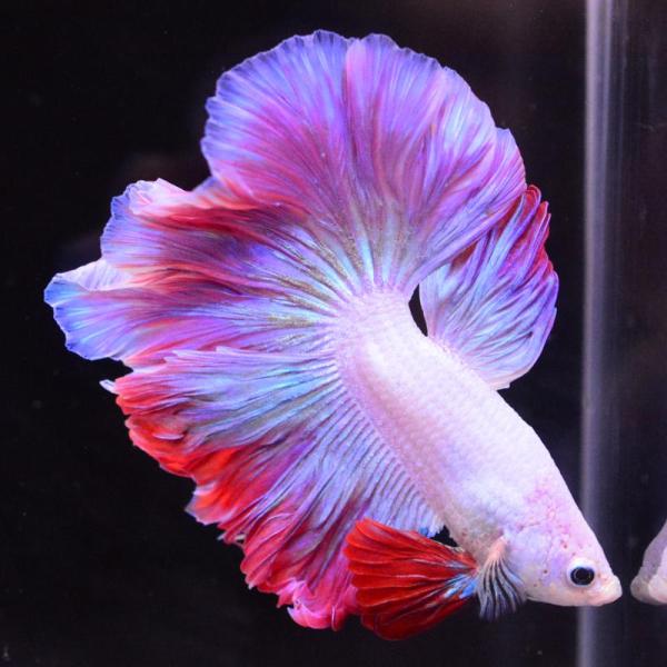 ベタ 熱帯魚 生体 ハーフムーン ピンク オス レッド系