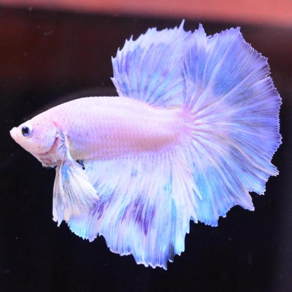 ベタ 熱帯魚 生体 ハーフムーン パステル オス ブルー系