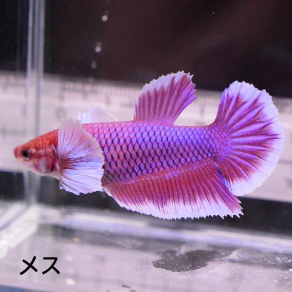 ベタ 熱帯魚 生体 ジャイアント ハーフムーン ダンボラベンダー5.0 メス