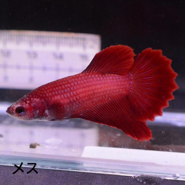ベタ 熱帯魚 生体 ジャイアント ハーフムーン レッド5.0 メス