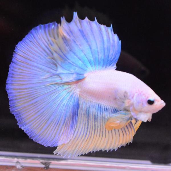 ベタ 熱帯魚 生体 ハーフムーン イエローグリッセル オス ブルー系