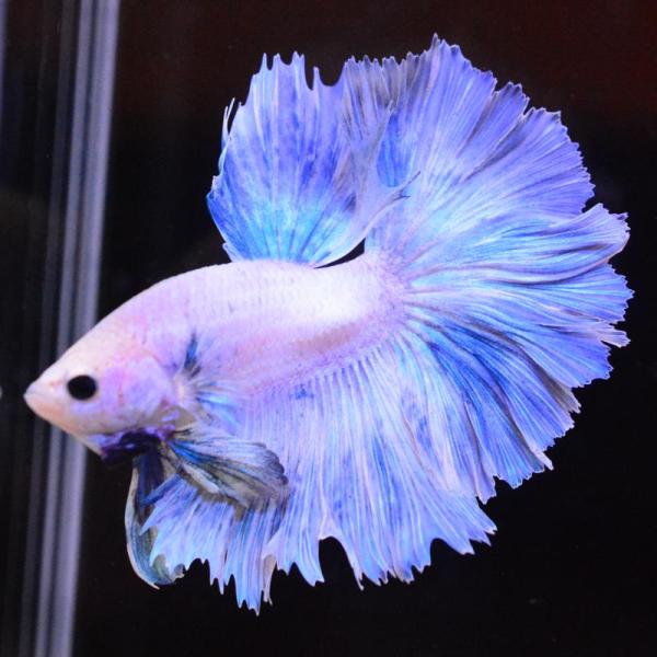 ベタ 熱帯魚 生体 ハーフムーン グリッセル オス ブルー系