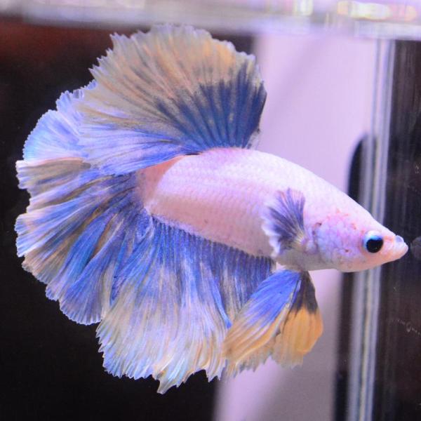 ベタ 熱帯魚 生体 ハーフムーン ダンボスイート オス イエロー系