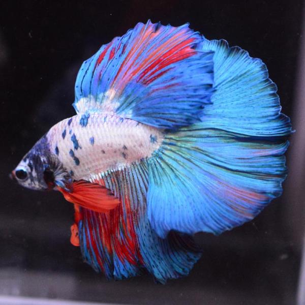 ベタ 熱帯魚 生体 ハーフムーン キャンディ オス ブルー系