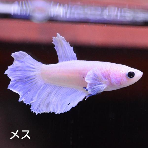 ベタ 熱帯魚 生体 ハーフムーン ダンボスィート メス 繁殖 ブルー系