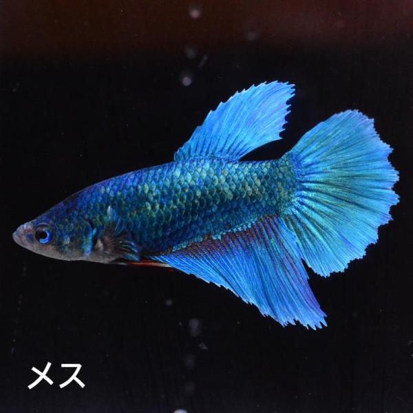 ベタ 熱帯魚 生体 ジャイアント ハーフムーン グリーン5.5 メス