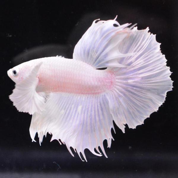 ベタ 熱帯魚 生体 ハーフムーン ダンボホワイト オス