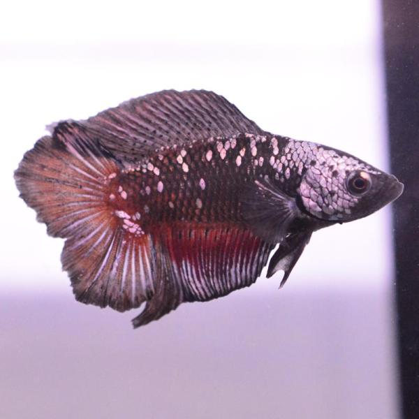 ベタ 熱帯魚 生体 ダブルテールプラカット サムライ オス ブラック系