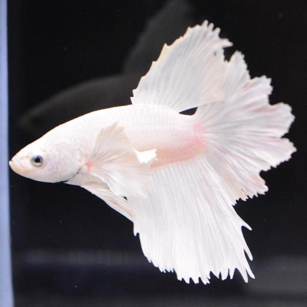 ベタ 熱帯魚 生体 ハーフムーン ダンボホワイト オス