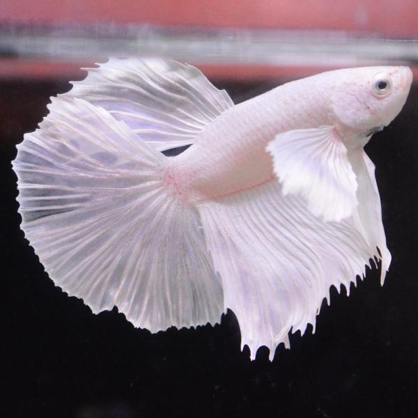 ベタ 熱帯魚 生体 ハーフムーン ダンボホワイト オス