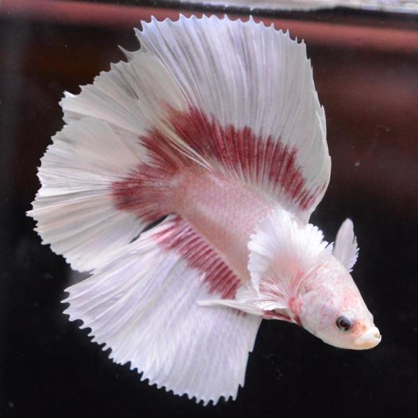ベタ 熱帯魚 生体 ダブルテールハーフムーン ダンボレッドゴールド オス