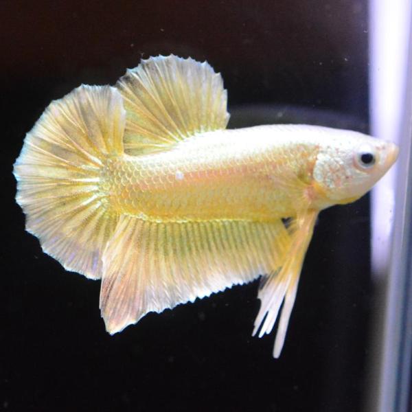 ベタ 熱帯魚 生体 プラカット ゴールド オス イエロー系