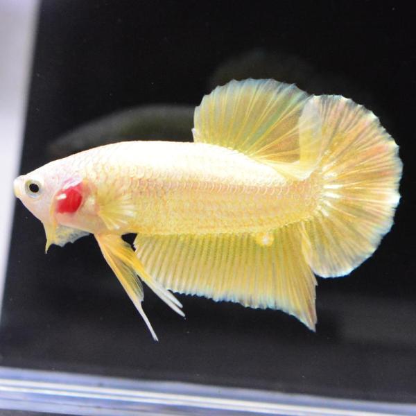 ベタ 熱帯魚 生体 プラカット ゴールド オス イエロー系