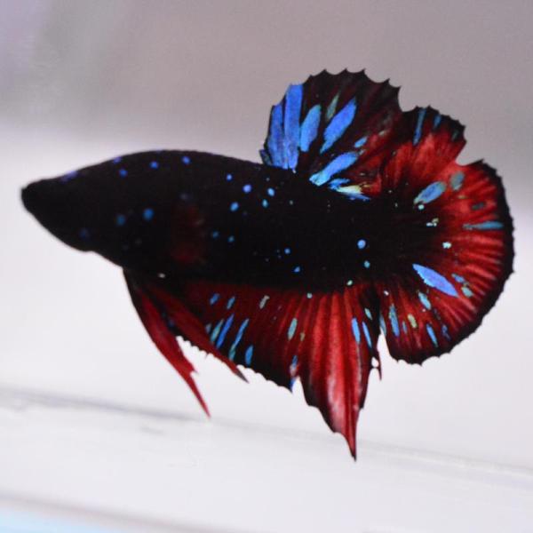 ベタ 熱帯魚 生体 プラカット ブラックスター オス ブルー系