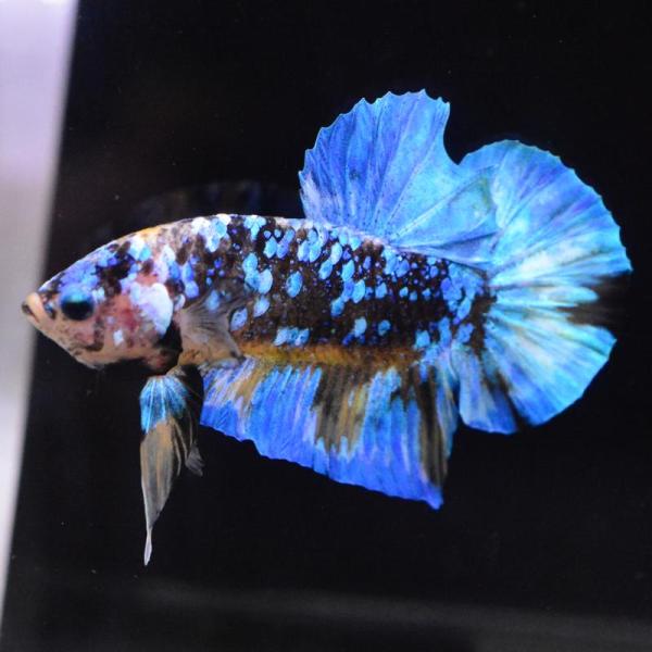ベタ 熱帯魚 生体 プラカット ブラックスター オス ブルー系