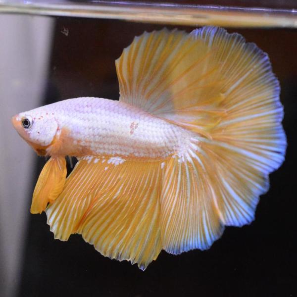 ベタ 熱帯魚 生体 ハーフムーン イエロードラゴン オス
