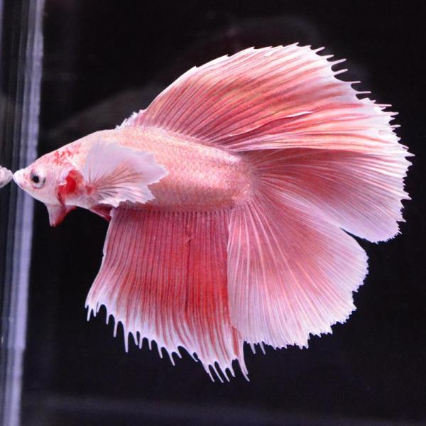 ベタ 熱帯魚 生体 ダブルテールハーフムーン ダンボレッドゴールド オス