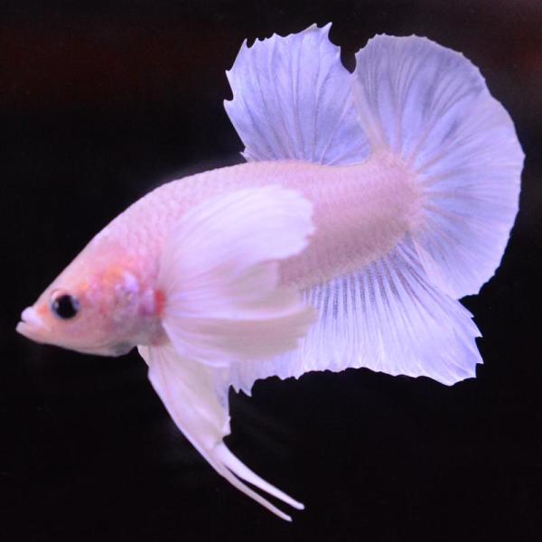 ベタ 熱帯魚 生体 プラカット ダンボパステル オス ホワイト系