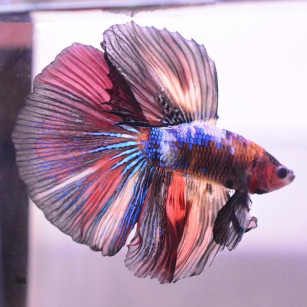 ベタ 熱帯魚 生体 ハーフムーン キャンディ オス レッド系