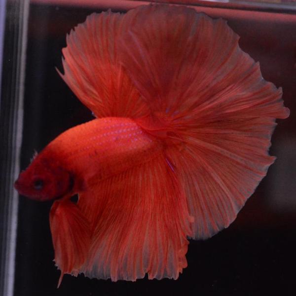 ベタ 熱帯魚 生体 ハーフムーン オレンジ オス レッド系