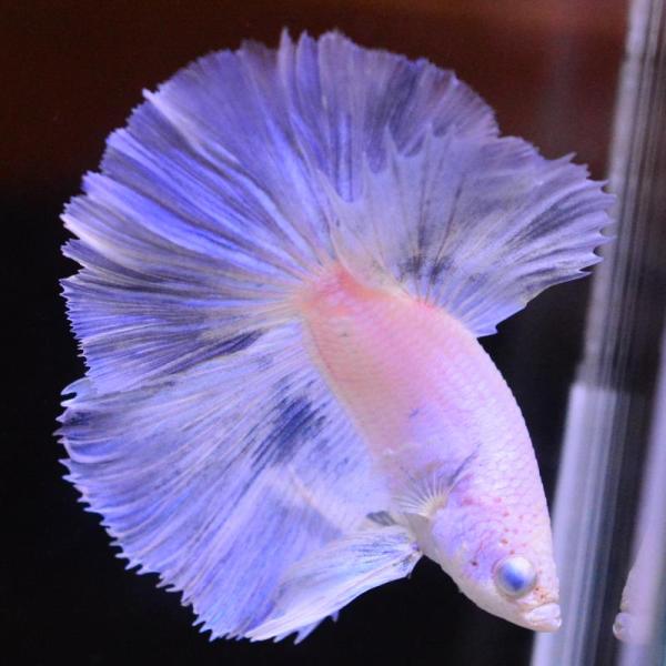 ベタ 熱帯魚 生体 ハーフムーン グリッセル オス ブルー系