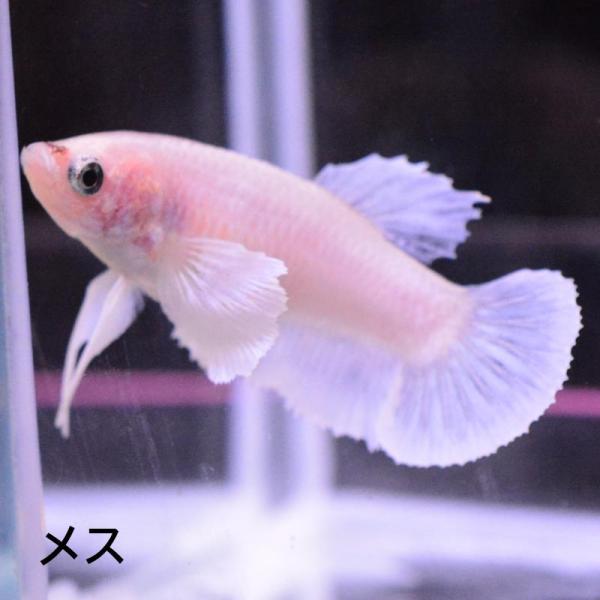 ベタ 熱帯魚 生体  プラカット ダンボパステル メス 繁殖