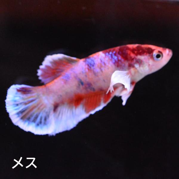 ベタ 熱帯魚 生体  プラカット ダンボキャンディ メス 繁殖