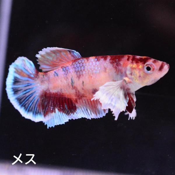 ベタ 熱帯魚 生体  プラカット ダンボキャンディ メス 繁殖