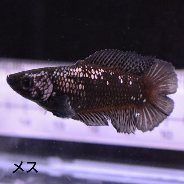 ベタ 熱帯魚 生体 ダブルテールプラカット サムライ メス 繁殖