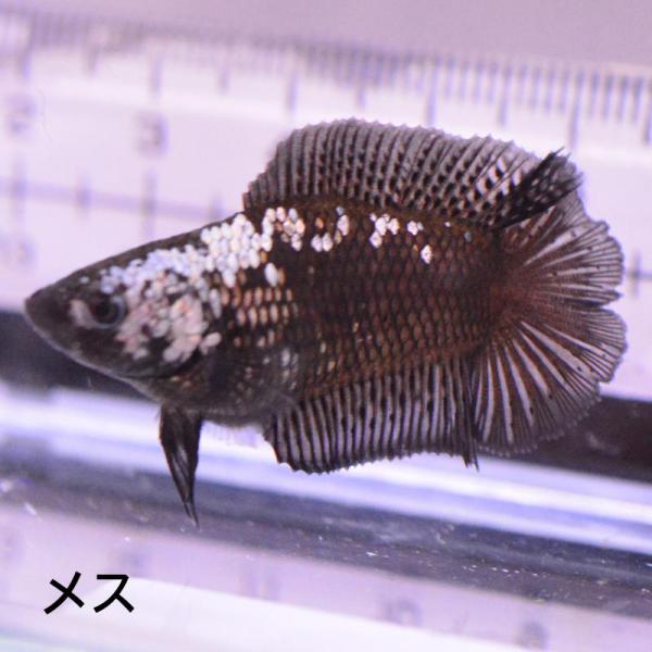 ベタ 熱帯魚 生体 ダブルテールプラカット サムライ メス 繁殖