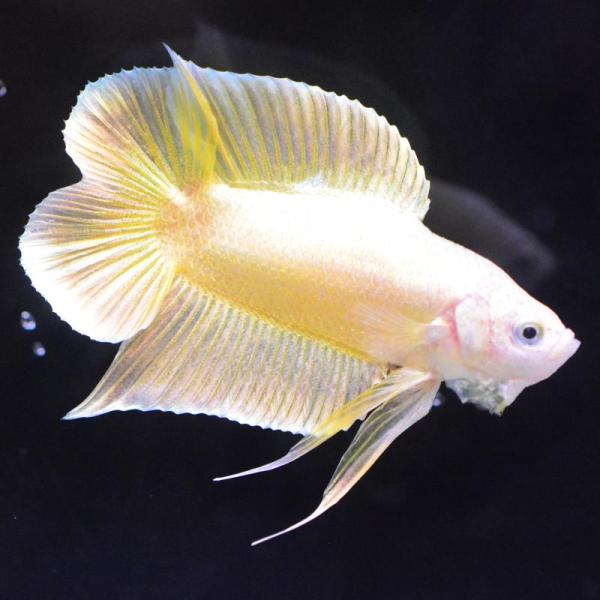 ベタ 熱帯魚 生体 ダブルテールプラカット ゴールド オス イエロー系
