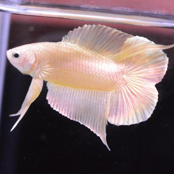 ベタ 熱帯魚 生体 ダブルテールプラカット ゴールド オス イエロー系