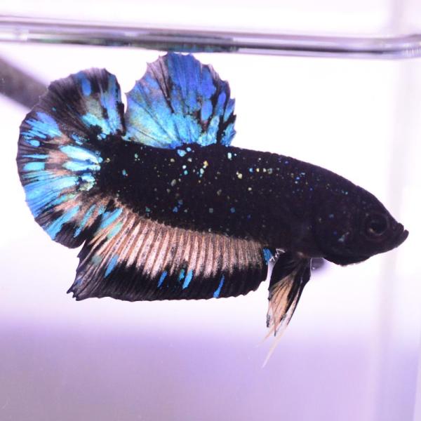 ベタ 熱帯魚 生体 プラカット ブラックスター オス ブルー系