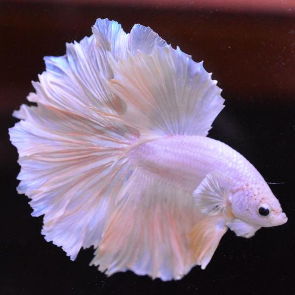 ベタ 熱帯魚 生体 ハーフムーン イエローグリッセル オス