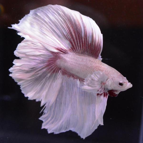 ベタ 熱帯魚 生体 ダブルテールハーフムーン ダンボレッドゴールド オス