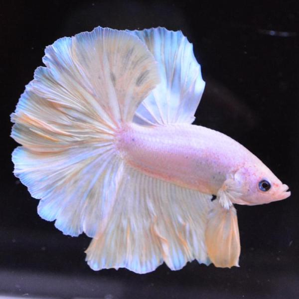 ベタ 熱帯魚 生体 ハーフムーン イエローグリッセル オス