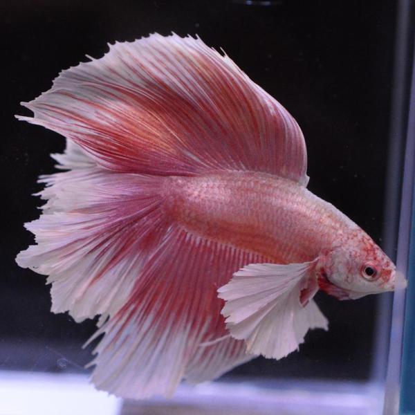 ベタ 熱帯魚 生体 ダブルテールハーフムーン ダンボレッドゴールド オス