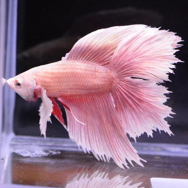ベタ 熱帯魚 生体 ダブルテールハーフムーン ダンボレッドゴールド オス