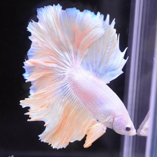 ベタ 熱帯魚 生体 ハーフムーン イエローグリッセル オス