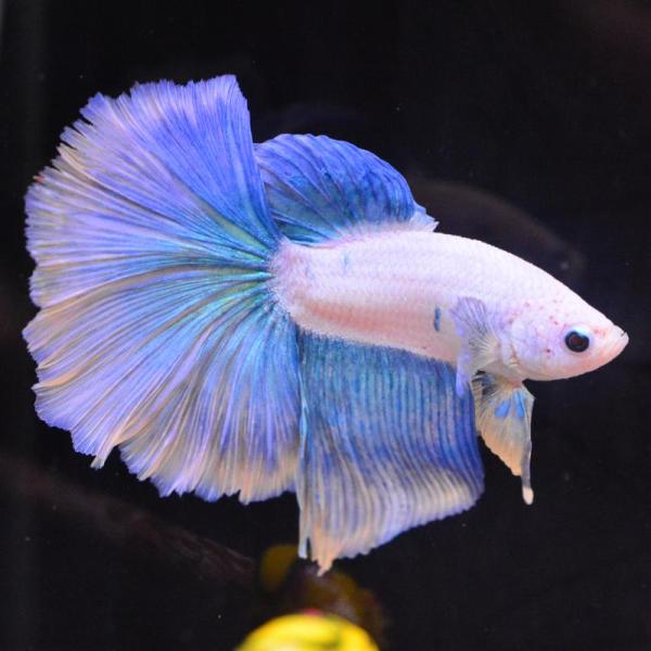 ベタ 熱帯魚 生体 ハーフムーン イエローグリッセル オス