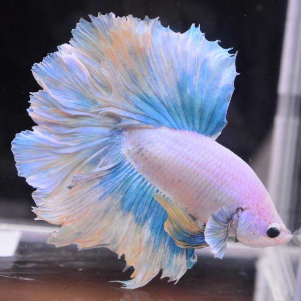 ベタ 熱帯魚 生体 ハーフムーン イエローグリッセル オス