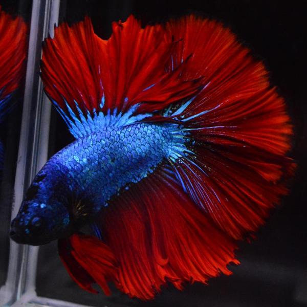 ベタ 熱帯魚 生体 ハーフムーン グリーンレッドドラゴン オス ブルー系