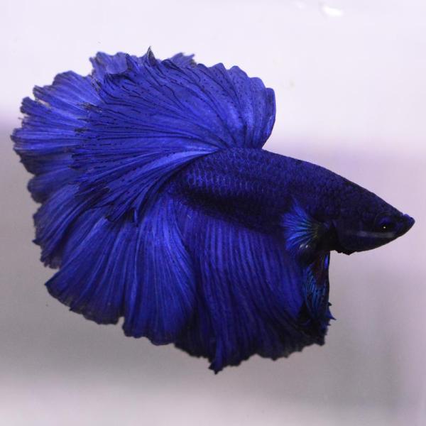 ベタ 熱帯魚 生体 ハーフムーン ブルー オス